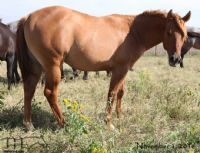 Miss Bee Bee's 2017 Red Dun Colt